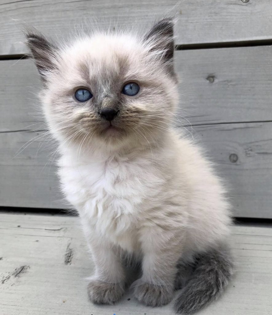 ragdoll kitten