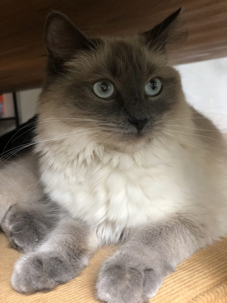 Chinn, een blue point ragdoll kat