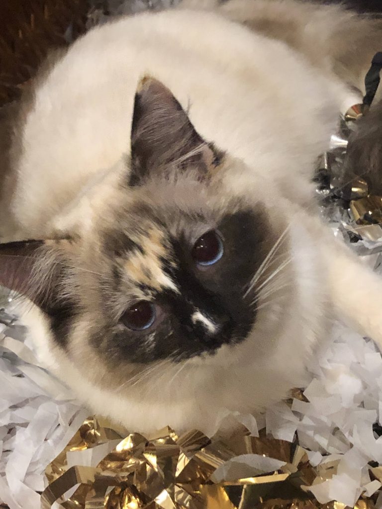 tortie seal mitted  point ragdoll kat