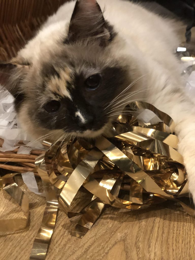 ragdoll kat met kerstversiering