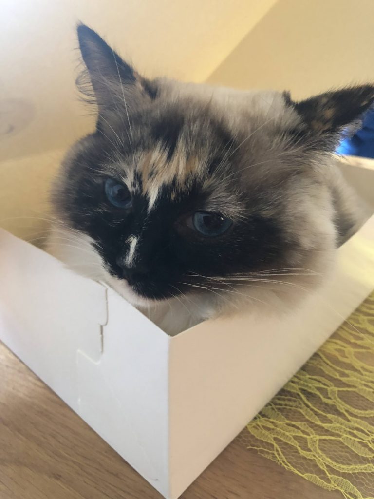 ragdoll kat in doos